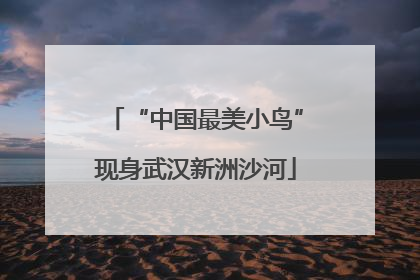 “中国最美小鸟”现身武汉新洲沙河
