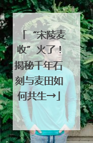 “宋陵麦收”火了！揭秘千年石刻与麦田如何共生→