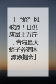 “蛏”风破浪！日供应量上万斤，青岛最大蛏子养殖区滩涂掘金