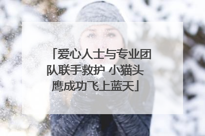 爱心人士与专业团队联手救护 小猫头鹰成功飞上蓝天