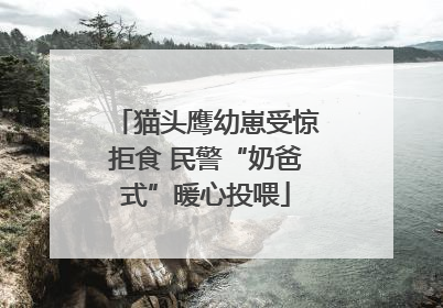 猫头鹰幼崽受惊拒食 民警“奶爸式”暖心投喂