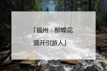 福州：醉蝶花盛开引游人