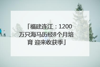 福建连江：1200万只海马历经8个月培育 迎来收获季