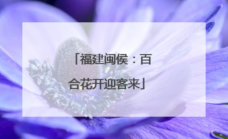 福建闽侯：百合花开迎客来