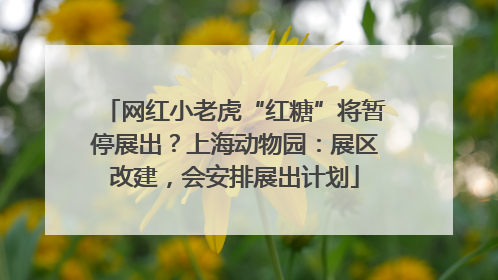 网红小老虎“红糖”将暂停展出？上海动物园：展区改建，会安排展出计划