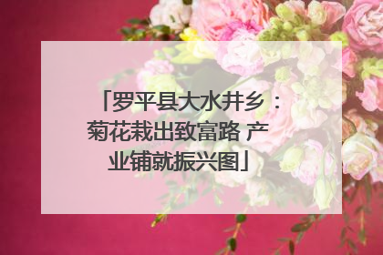 罗平县大水井乡：菊花栽出致富路 产业铺就振兴图