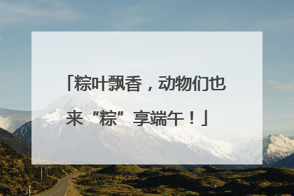 粽叶飘香，动物们也来“粽”享端午！