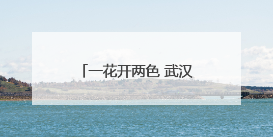 一花开两色 武汉双色睡莲绽放引客