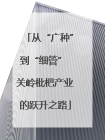 从“广种”到“细管” 关岭枇杷产业的跃升之路