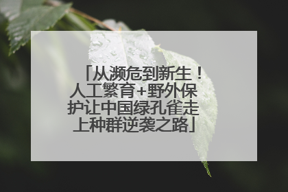 从濒危到新生！人工繁育+野外保护让中国绿孔雀走上种群逆袭之路