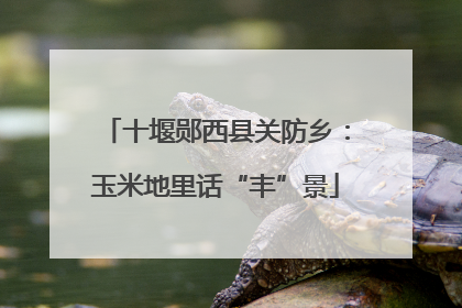 十堰郧西县关防乡：玉米地里话“丰”景