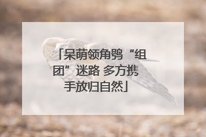 呆萌领角鸮“组团”迷路 多方携手放归自然