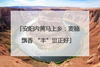 安阳内黄马上乡：麦穗飘香 “丰”景正好