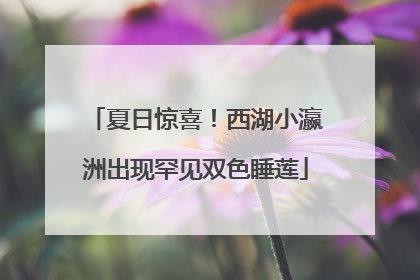 夏日惊喜！西湖小瀛洲出现罕见双色睡莲