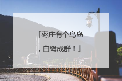 枣庄有个鸟岛，白鹭成群！