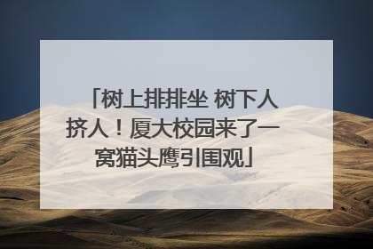 树上排排坐 树下人挤人！厦大校园来了一窝猫头鹰引围观