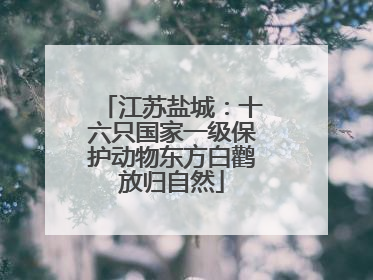 江苏盐城：十六只国家一级保护动物东方白鹳放归自然