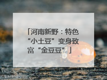 河南新野：特色“小土豆”变身致富“金豆豆”