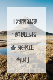 河南淮滨：鲜桃压枝香 采摘正当时