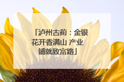 泸州古蔺：金银花开香满山 产业铺就致富路