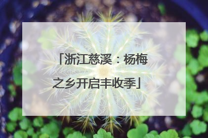 浙江慈溪：杨梅之乡开启丰收季