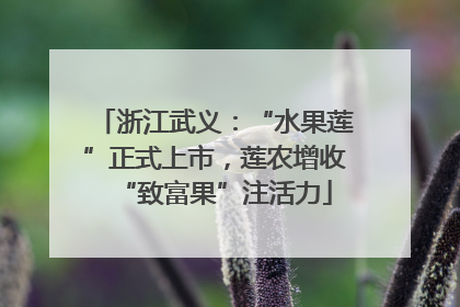 浙江武义：“水果莲”正式上市，莲农增收“致富果”注活力
