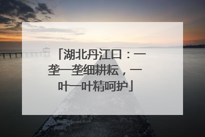 湖北丹江口：一垄一垄细耕耘，一叶一叶精呵护