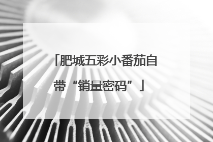肥城五彩小番茄自带“销量密码”