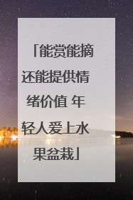 能赏能摘还能提供情绪价值 年轻人爱上水果盆栽