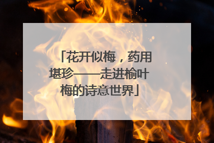 花开似梅，药用堪珍——走进榆叶梅的诗意世界