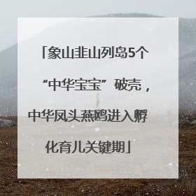 象山韭山列岛5个“中华宝宝”破壳，中华凤头燕鸥进入孵化育儿关键期