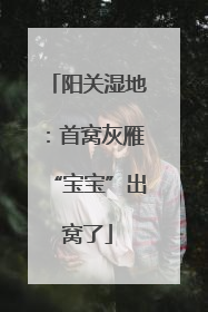 阳关湿地：首窝灰雁“宝宝”出窝了