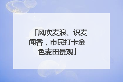 风吹麦浪、识麦闻香，市民打卡金色麦田景观