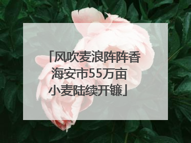 风吹麦浪阵阵香 海安市55万亩小麦陆续开镰