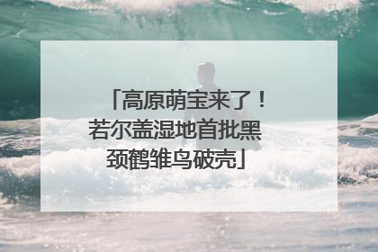 高原萌宝来了！若尔盖湿地首批黑颈鹤雏鸟破壳