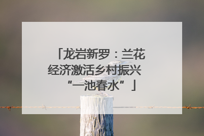 龙岩新罗：兰花经济激活乡村振兴“一池春水”