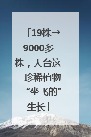 19株→9000多株，天台这一珍稀植物“坐飞的”生长