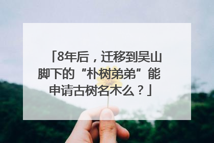 8年后，迁移到吴山脚下的“朴树弟弟”能申请古树名木么？